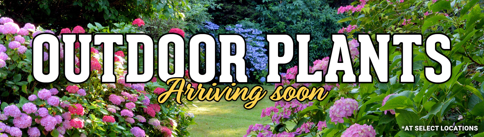 Outdoor Plants Arriving soon Header