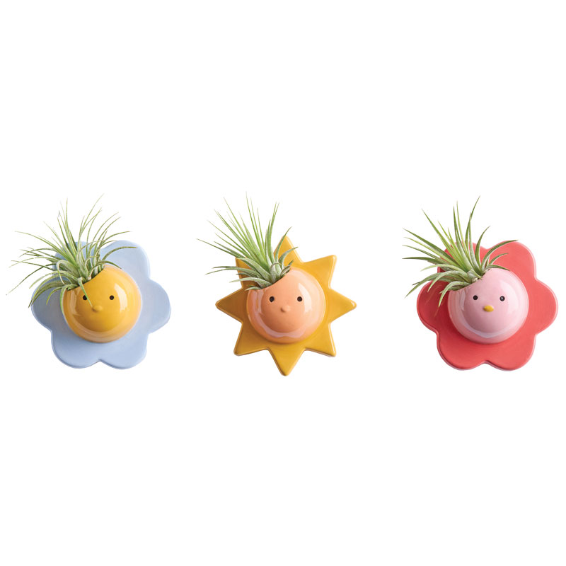 Air Plant Sunny Smiles
