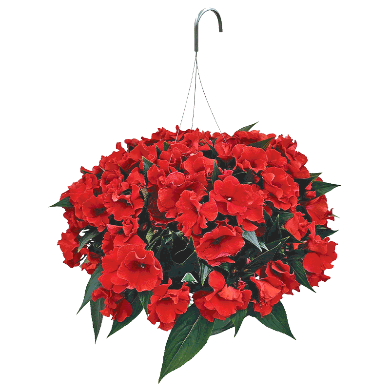11" Premium Hanging Basket