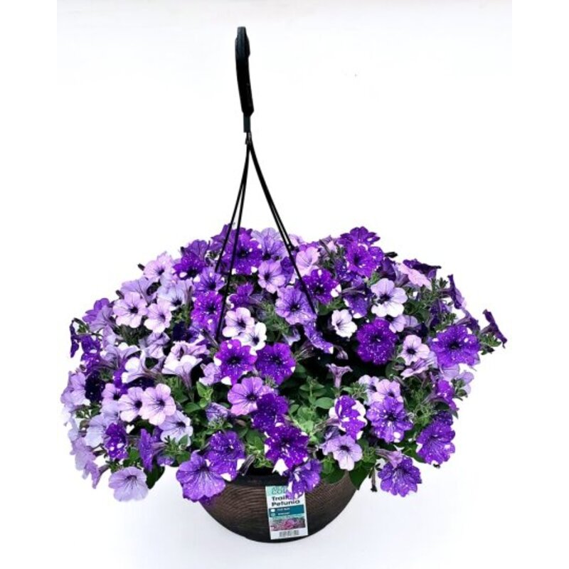 12.5" Premium Hanging Basket