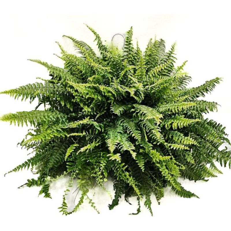 11" Boston Fern Hanging Basket