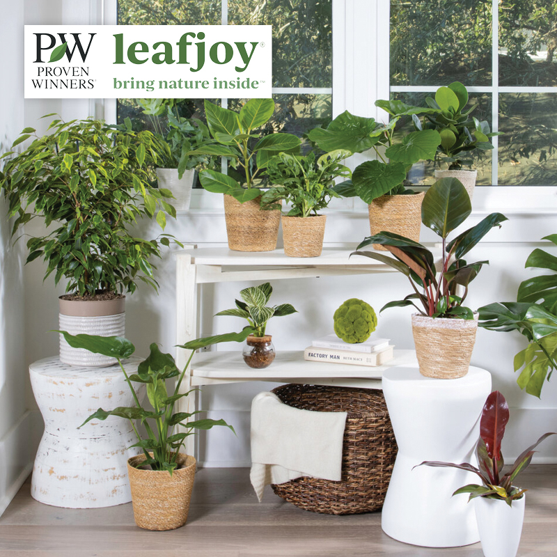 Proven Winners Leafjoy Houseplants