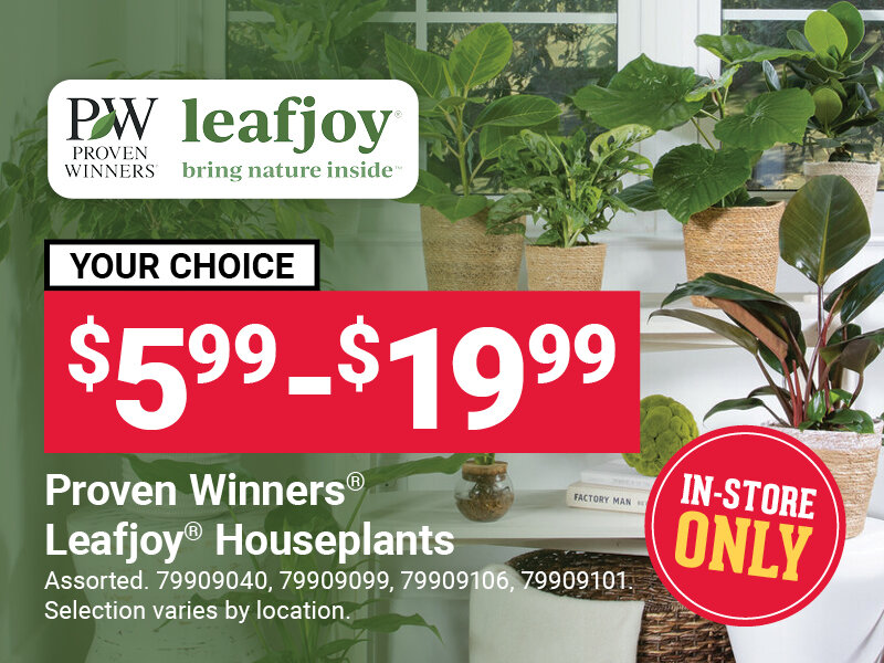 Proven Winners® Leafjoy®