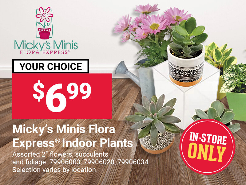 Micky's Minis Flora Express® Indoor Plants