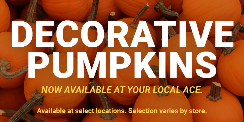 Decorative Pumpkins Now Available