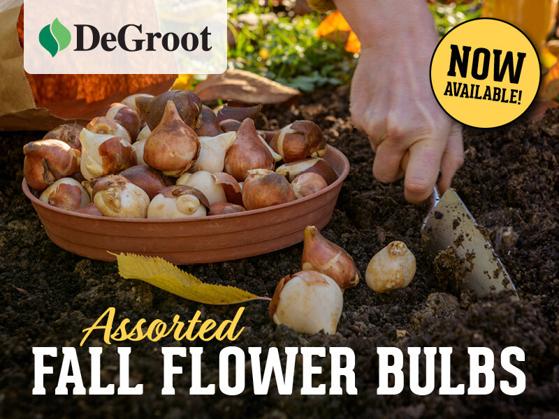 Assorted Fall Flower Bulbs