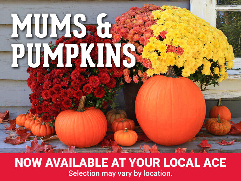 Fall Mums & Pumpkins