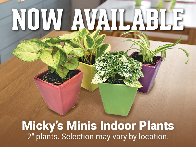 Micky's Minis Indoor Plants